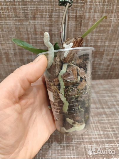 Орхидея фаленопсис