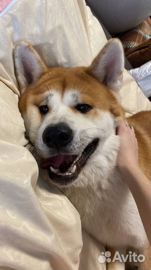 Акита ину вязка