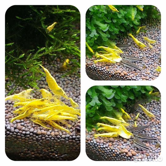 Креветки жёлтые, синие, оранжевые, красные