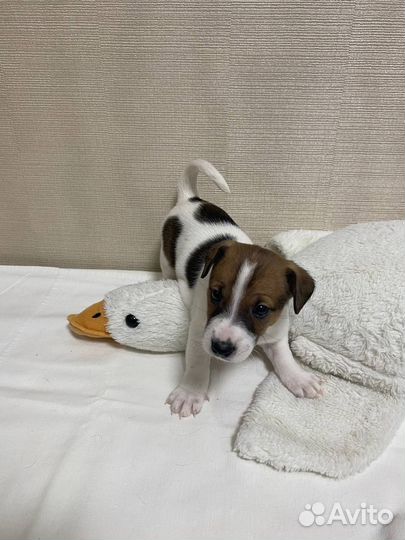 Джек Рассел терьер