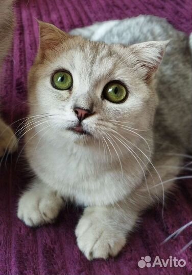 Шотландская