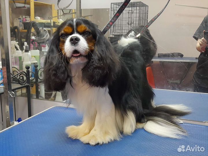 Стрижка собак, груминг, вычес