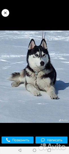 Собаки щенки