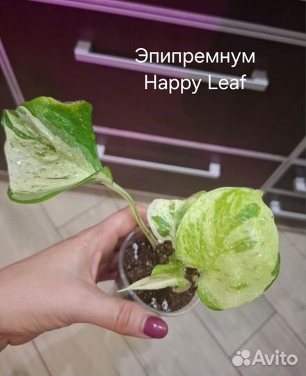 Эпипремнум, Сциндаптус