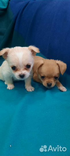 Мини чихуахуа щенки