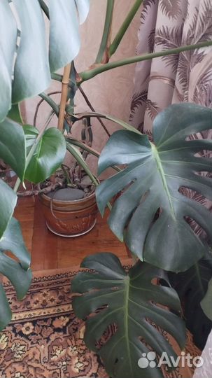 Диффенбахия