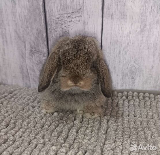 Самочка minilop в окрасе агути