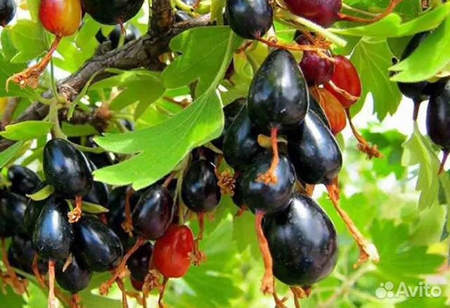 Саженцы золотистой смородины купить в Иваново | Товары для дома и дачи ...