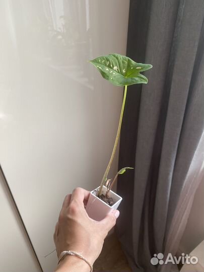 Каладиум pink