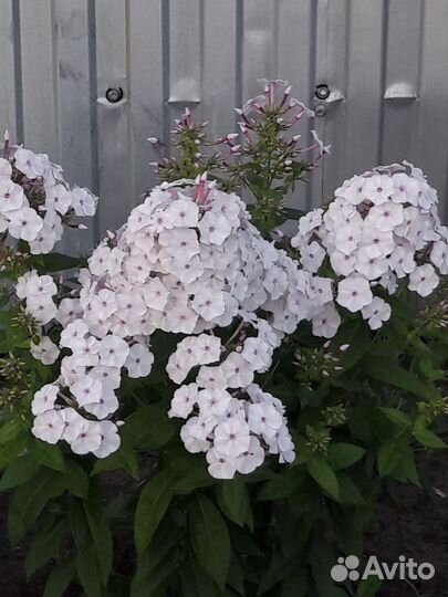 Флоксы рассада