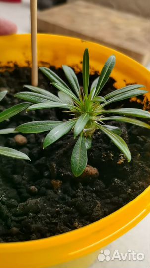 Пахиподиум