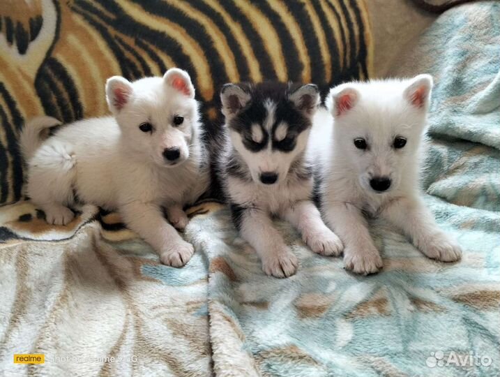 Щенки Хаски