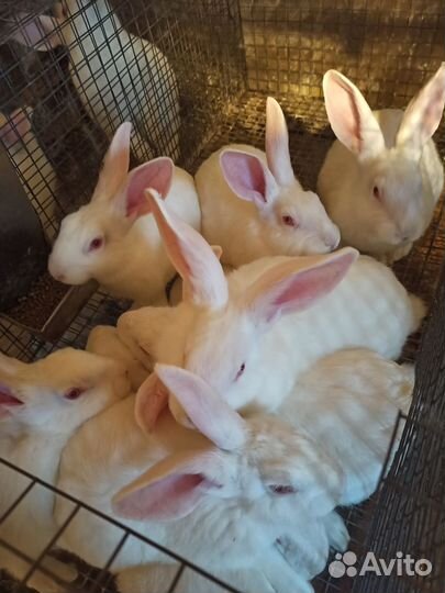 Кролики белый паннон