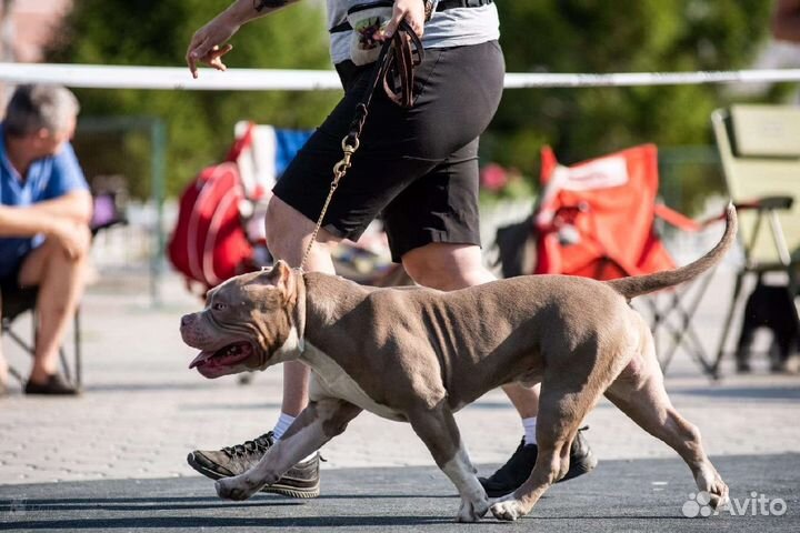 Американский булли вязка