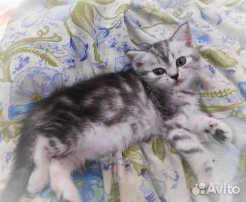 Шотландские котята