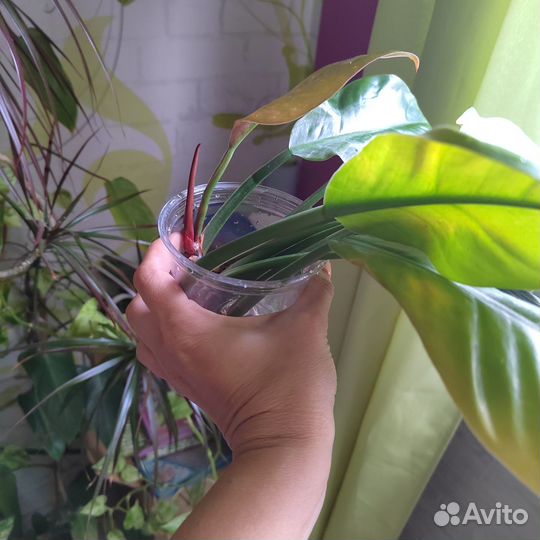 Филодендрон Империал ред