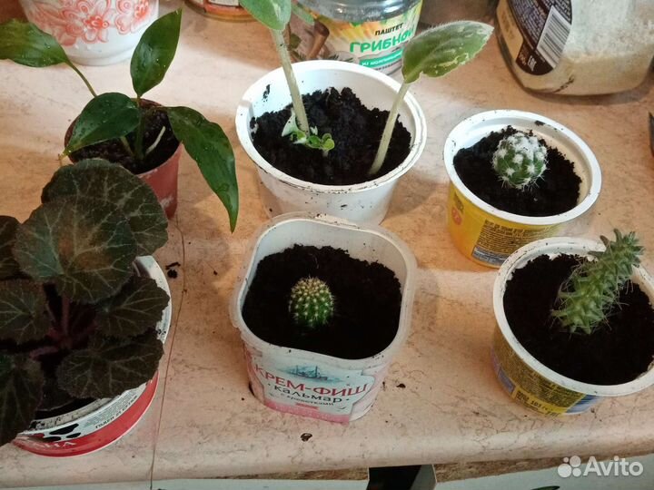 Комнатные цветы отростки