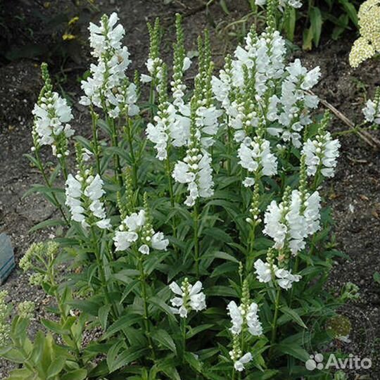 Многолетние растения для сада