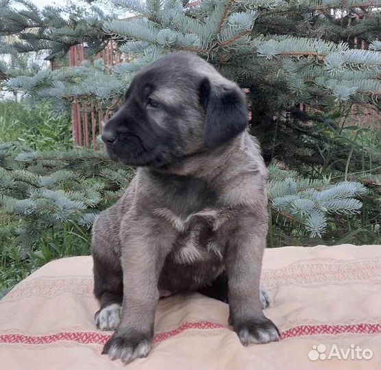 Щенки Турецкого кангала