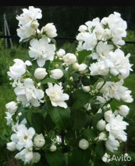 Живая изгородь