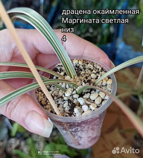 Драцена окаймленная Маргината