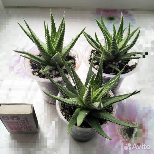 Хавортия полосатая