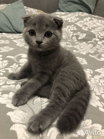 Шотландская кошка