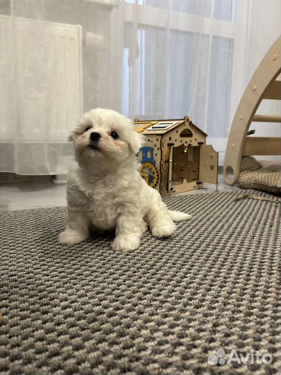 Щенки бишон фризе