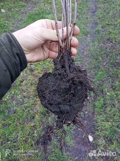 Курские саженцы (не южные)