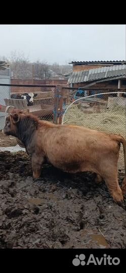 Бычки подсоса