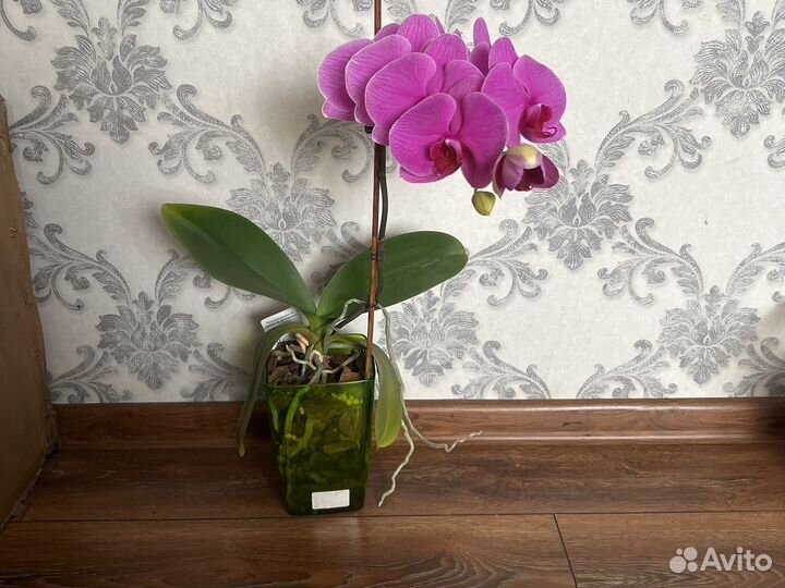 Орхидея