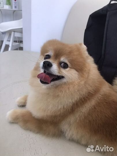 Передержка собак и кошек зооняня зоогостиница