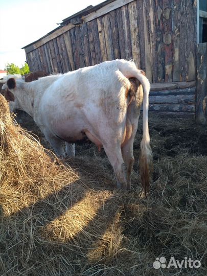 Продам коров