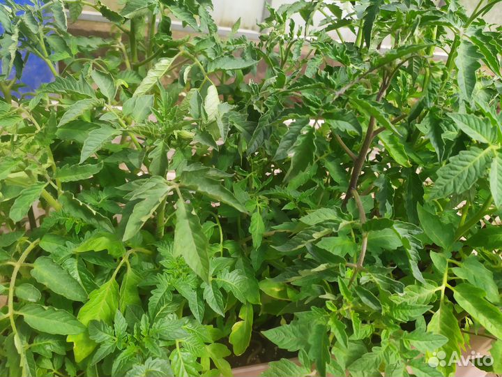 Рассада помидор