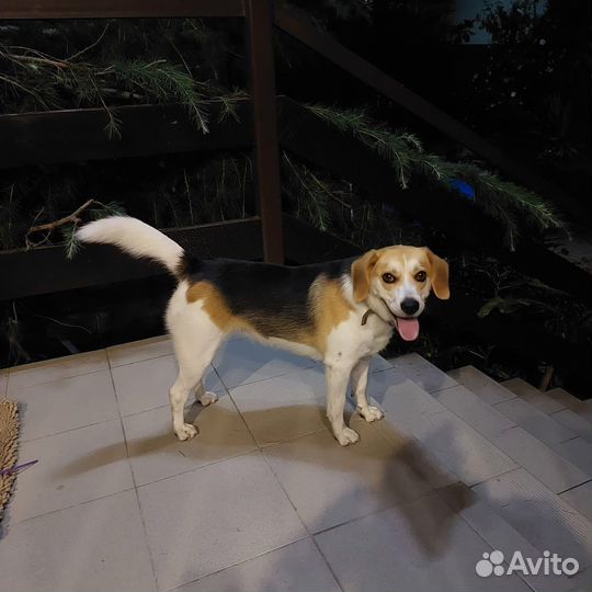 Собачка в добрые руки бесплатно