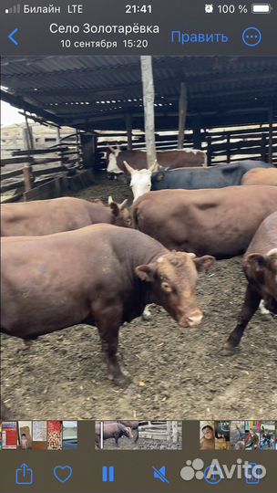 Быки с откорма