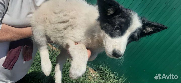 Щенки в добрые руки