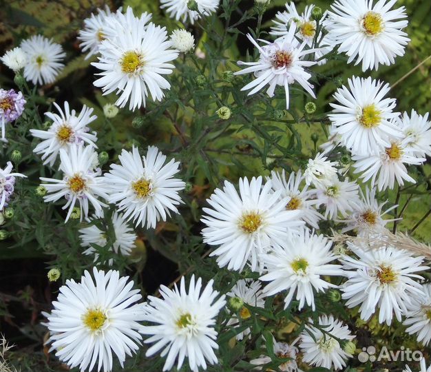 Астры многолетние