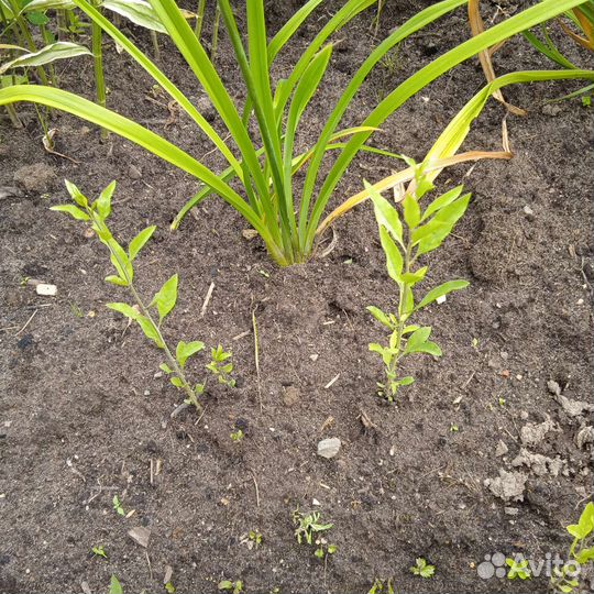 Саженцы годжи