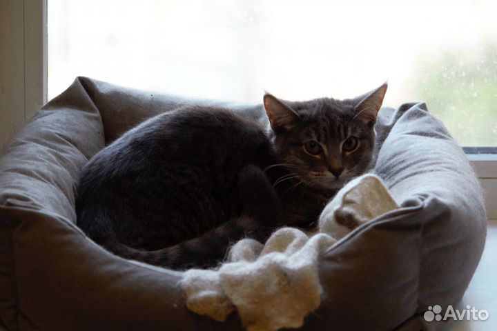 Маленькая кошечка Леночка в дом