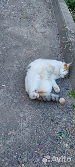 Кот нашелся в центре Щапова