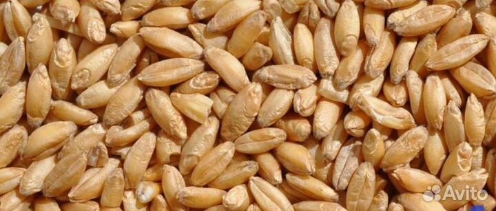 Пшеница
