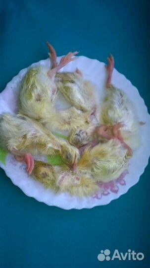 Суточный цыпленок на корм