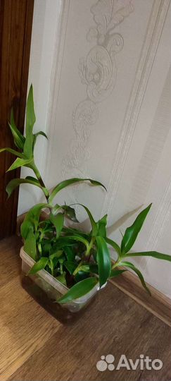 Растение золотой ус