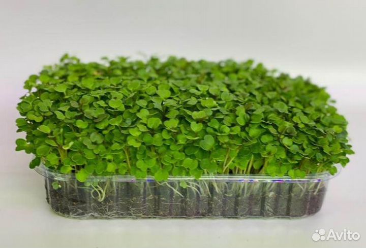 Микрозелень