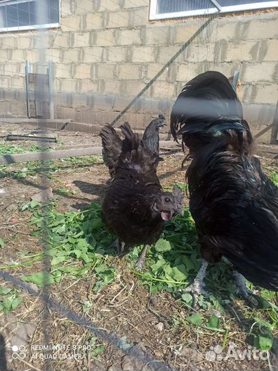 Ухейилюй куры