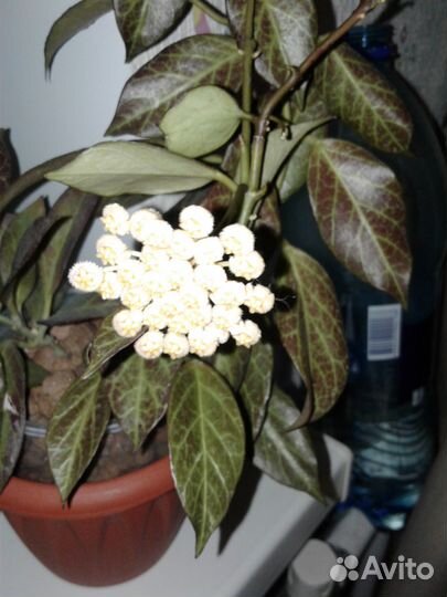 Хойя срезкой