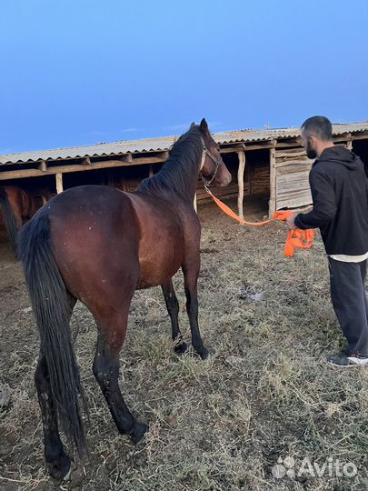 Лошадь Жеребец