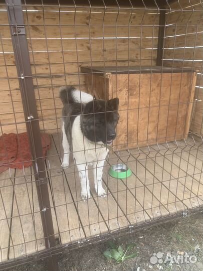 Американская акита