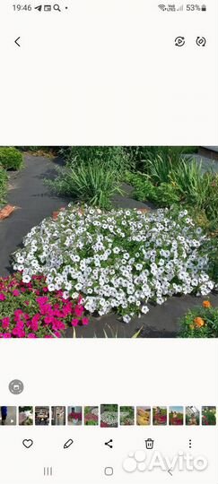 Продам рассаду